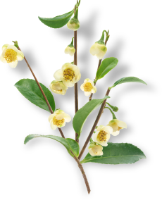 発酵コンブチャ コンプレックス