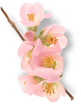 ウメ果実エキス